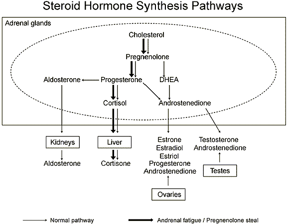 Camino de la hormona suprarrenal